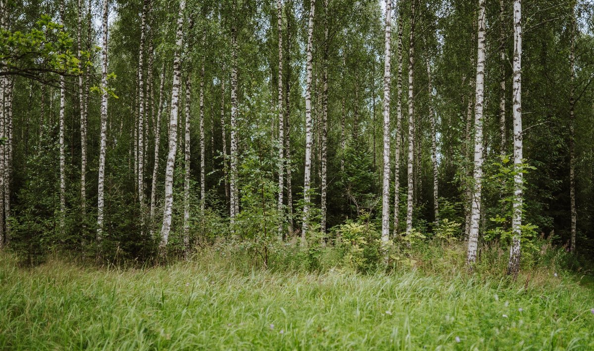 Eesti inimesed tähtsustavad metsa kui planeedi kopse ja mõnusat ajaviitmispaika.