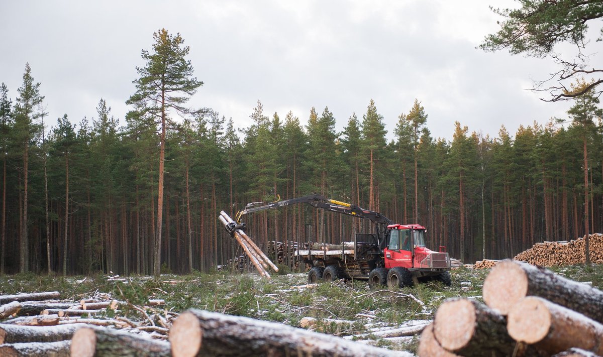 RMK metsadest on küpsed 28%, erametsadest 26%.