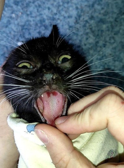 Haavand kassi suus