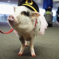 ФОТО: Пассажиров в аэропорту Сан-Франциско успокаивает свинья