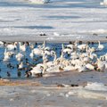Eesti merealadel talvitub vähemalt 26 linnuliiki