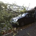 Lätis hukkus tuule murtud puu all inimene