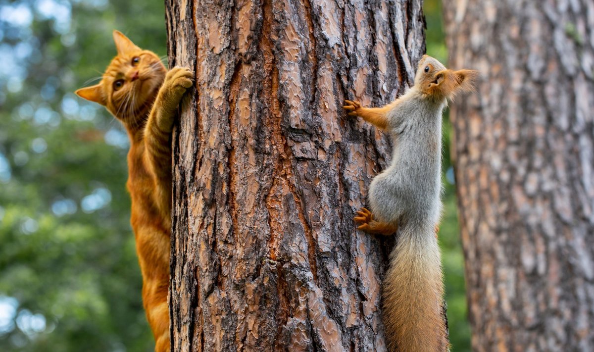 Kass võib aias orava peale jahti pidada.