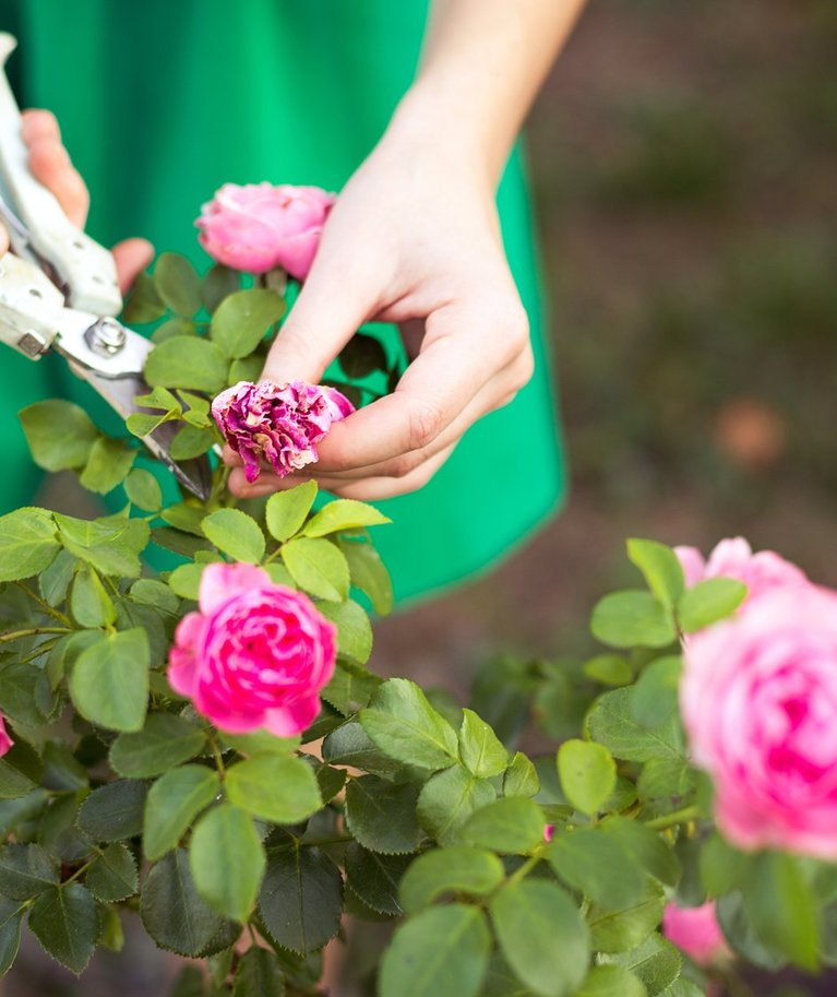 Äraõitsenud õisikute eemaldamine soodustab rooside teistkordset õitsemist.