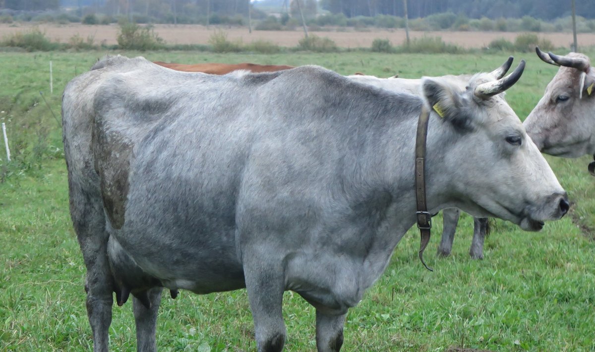 Läti sinised lehmad