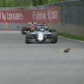 VIDEO: Montreali GP-etapil sattus võistlusrajale metsümiseja
