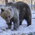 VIDEO | Eesti karud naisi ja maaslamajaid ei ründa