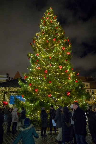 Jõulupuu Tallinnas, Raekoja platsil