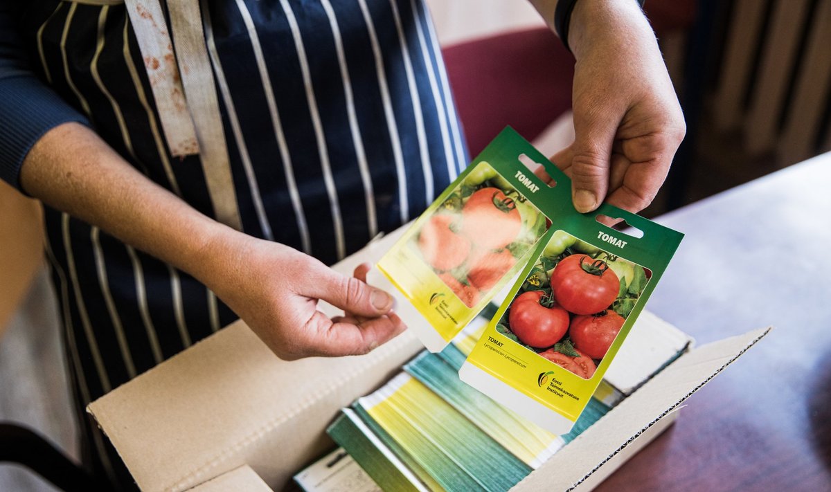 Seemnefestivalilt saab soetada kogu sortimenti kodumaiseid tomatiseemneid.