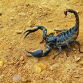 EKSOOTIKA | Skorpion: mida peaksid teadma, kui tahaksid pidada oma kodus skorpionit