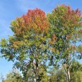 Leili metsalood | Värvilised puud