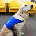 Hüpokoer – haruldase ametiga intelligentne koer, kes tuleb omanikule hädas appi