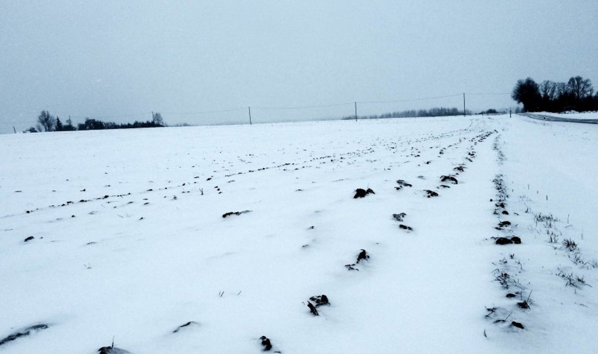 Tartu-Kääriku raja suurimaks peavaluks on suured küntud põllud, kus künnivaalud lume alt ka praegu välja piiluvad.