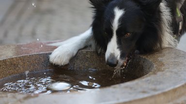 Teeme selgeks: kui palju peaks koer päevas vett jooma?