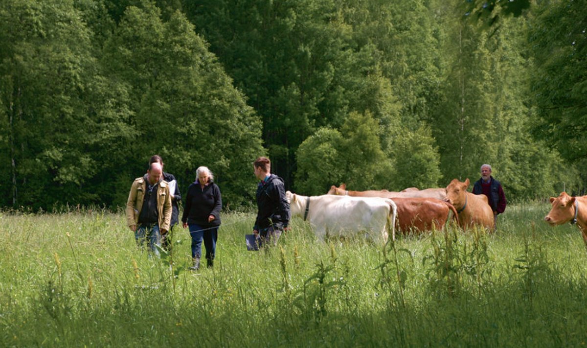 Loomakontroll Viljandimaal: kas lehmadel on kõrva- märgid olemas, kontrolliti otse karjamaal.