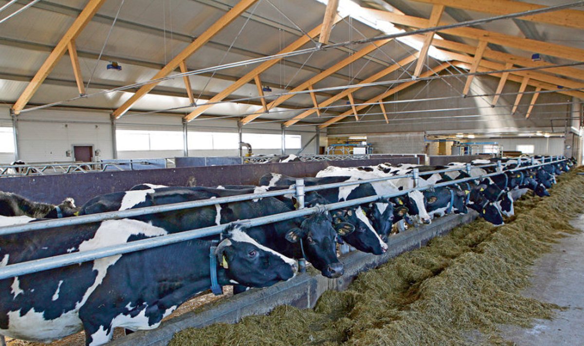 Lõpliku hinnangu annab silo kvaliteedile lehm. Võib juhtuda, et lehma hinnang  ei kattu silotootja arvamusega ja võib endaga kaasa tuua piimatoodangu languse.
