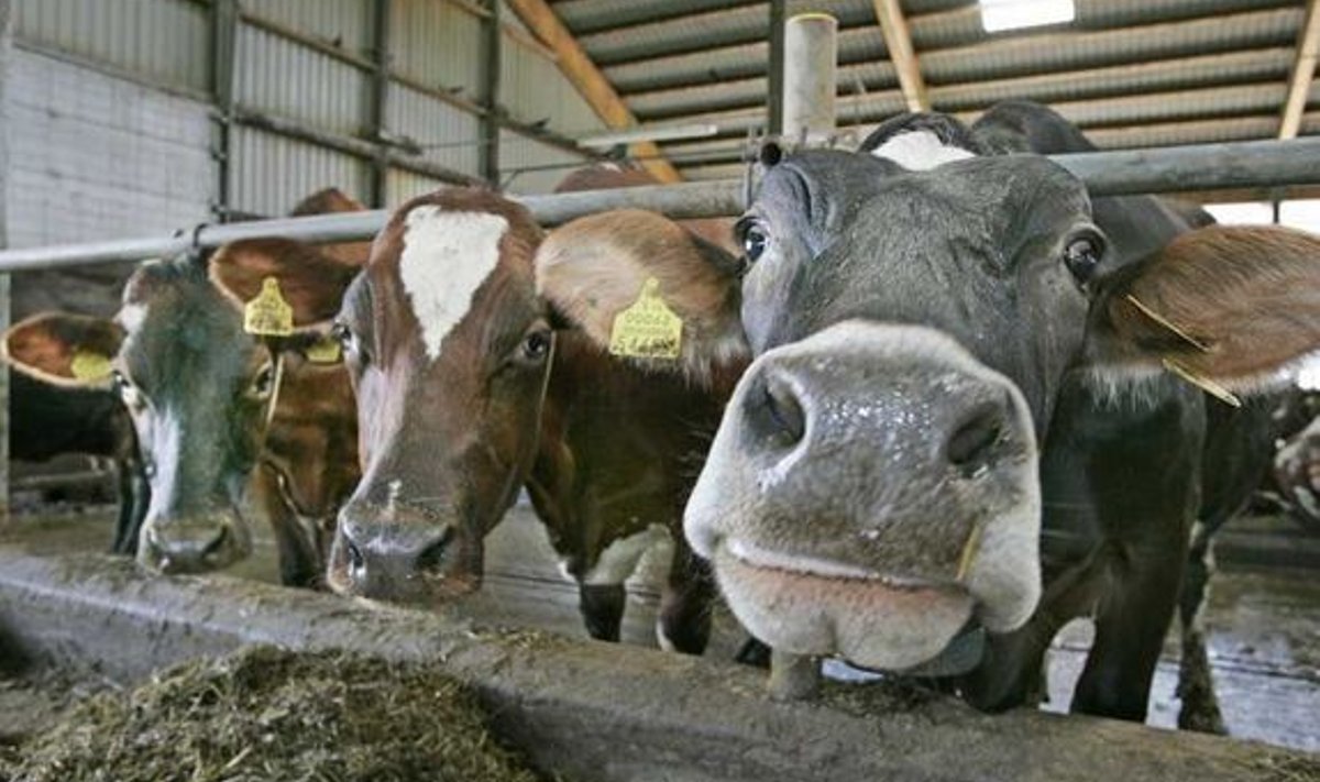 Läänemaa lehmadel on lootus oma piim mõnele teisele töötlejale loovutada, kuid Hiiumaal võib piimalehma pidamine lõplikult välja surra. 
