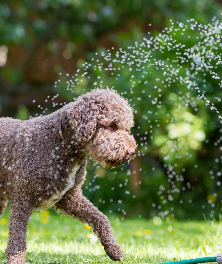 Kui lemmikloomale meeldib vesi, saab teda ülekuumenemise vastu veega jahutada.