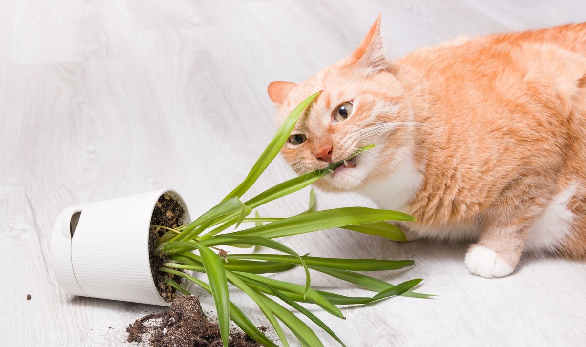 Kass, kes on taime ümber ajanud, ei teinud seda kurjusest – ta lihtsalt vajab toidulauale sobivat rohelist.