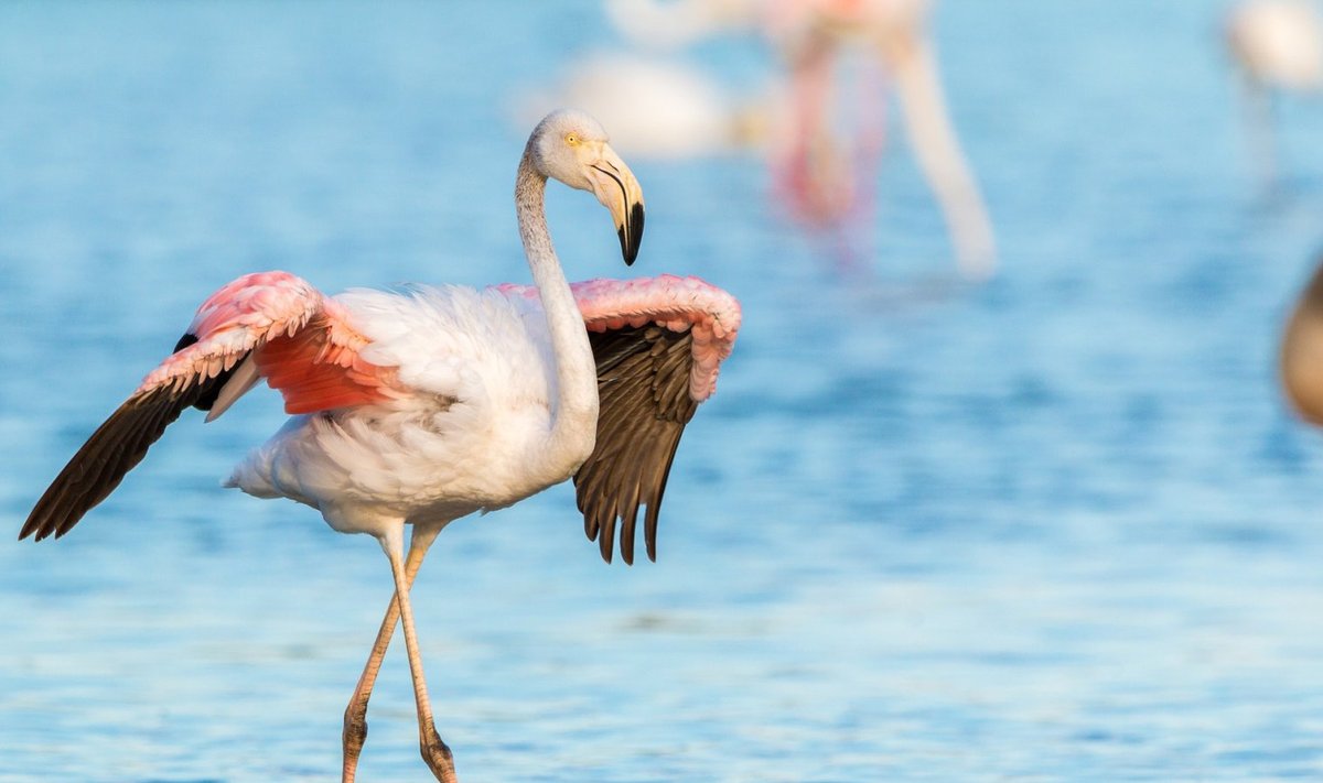 Liiges flamingo jala keskosas ei ole põlv, vaid pahkluu. 