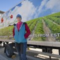 Tartumaa maasikakasvataja Helen Kaskema: mai algul ootan põllutööle 20 inimest