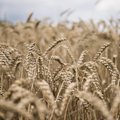Lätis keelustatakse Venemaa ja Valgevene teravilja import, kahjum võib ulatuda 100 miljoni euroni