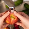 Всем фрукты: в Таллинне на остановках бесплатно будут раздавать яблоки