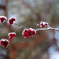 Põhja-Soomes Kittiläs tuli maha esimene lumi