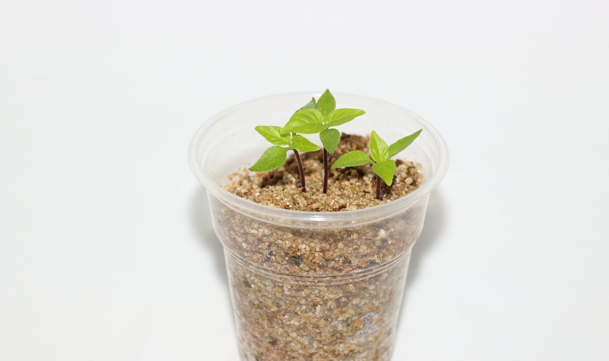 Vermikuliiti kasutatakse ka kasvusubstraadi asendusena juhul kui taimed kasvavad vaid toitelahuse toel.