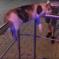 VIDEO | Fantastiline stiilinäide kassist, kelle eelmine õhtu tõenäoliselt pisut pikale venis