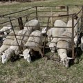 Hundid murdsid Saaremaal nädalaga poolsada lammast