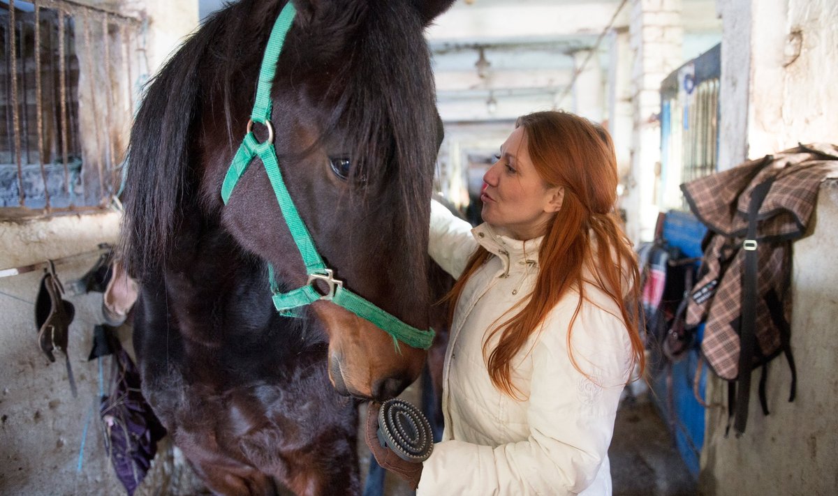 Ksenia Klotskova ja Kennedy Tallinna hipodroomi tallides päev enne hobuse lahkumist uude koju Ida-Virumaale