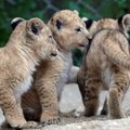 Tšehhi loomaaias sündis kolm haruldast Berberi lõvi kutsikat