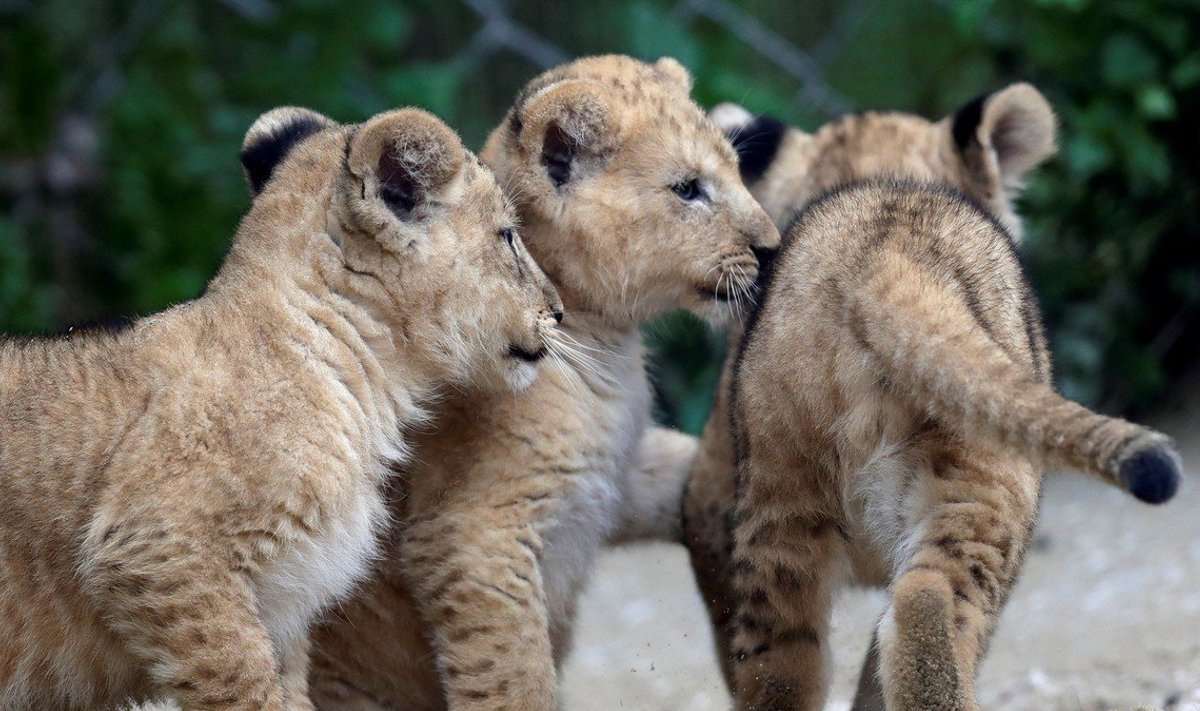 Haruldased Berberi lõvi kutsikad Tšehhi loomaaias
