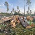 FOTOD JA VIDEO | Keskkonnaamet lubas pesitsusrahule vaatamata metsaraiel jätkuda – kõik vastavat normidele