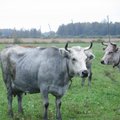 Sinised sarvedega tuhkatriinud Läti karjamaadel
