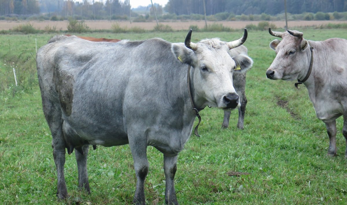 Läti põlistõugu lehmad on tõesti pisut ebatraditsioonilist hallikassinist värvi.