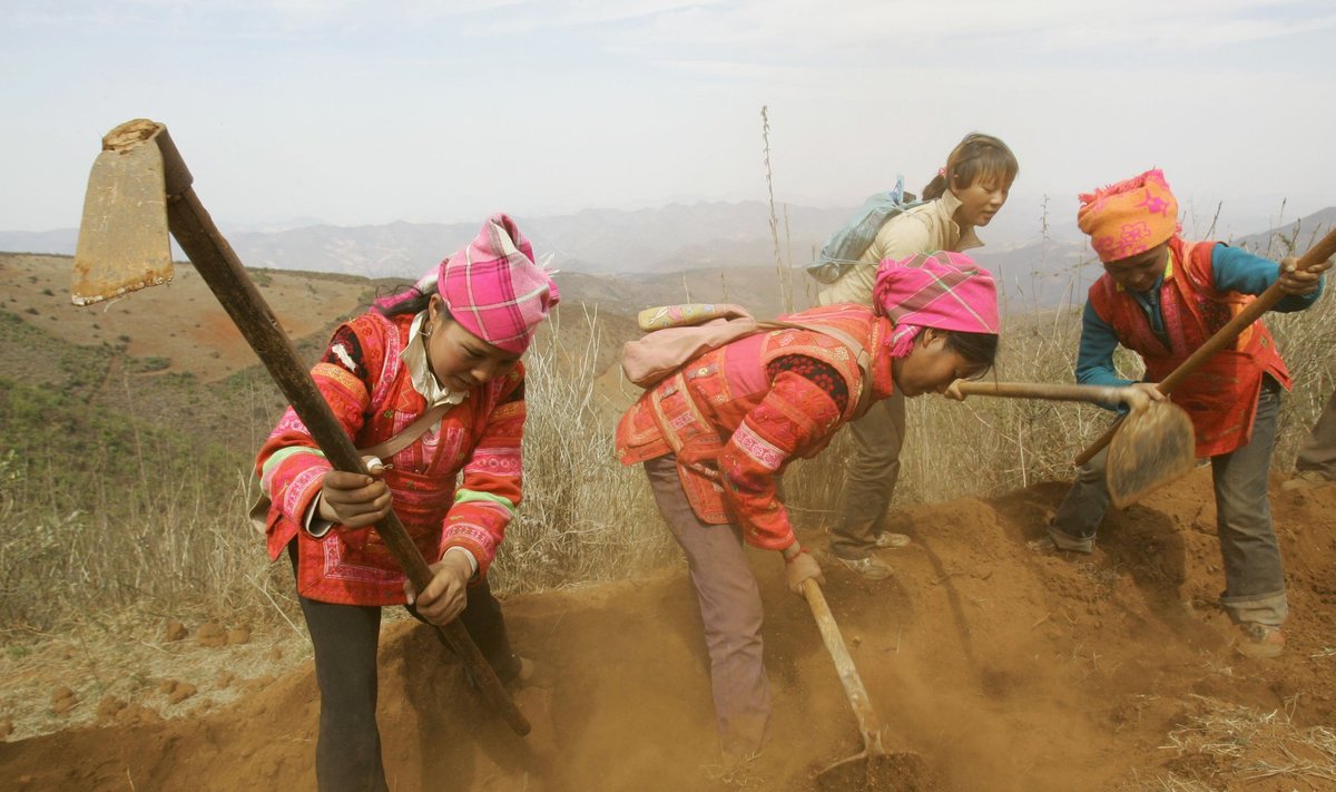Ethnic Yi women plow field to plant mulberry on a hillside on the outskirts of Kaiyuan, Yunnan 