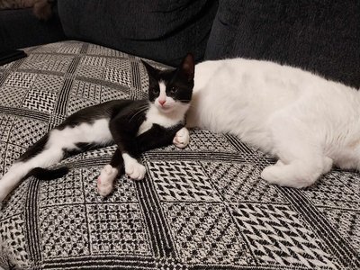 MTÜ Cats Help hoolealune