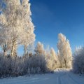 Leili metsalood | Talve võlumaastik