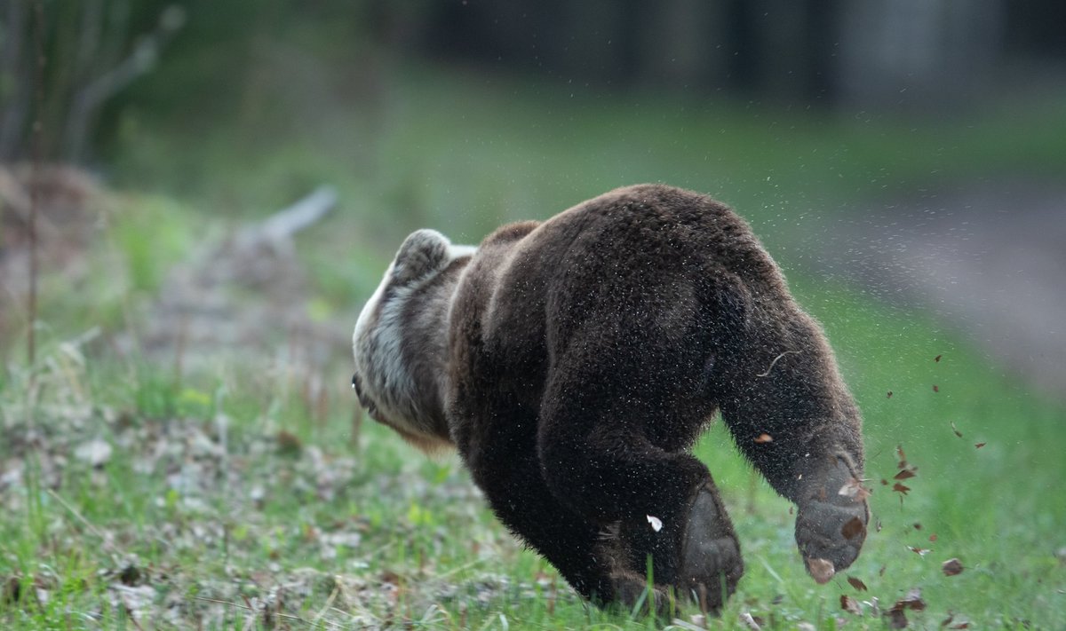 Karu proovis põdravasikat rünnata