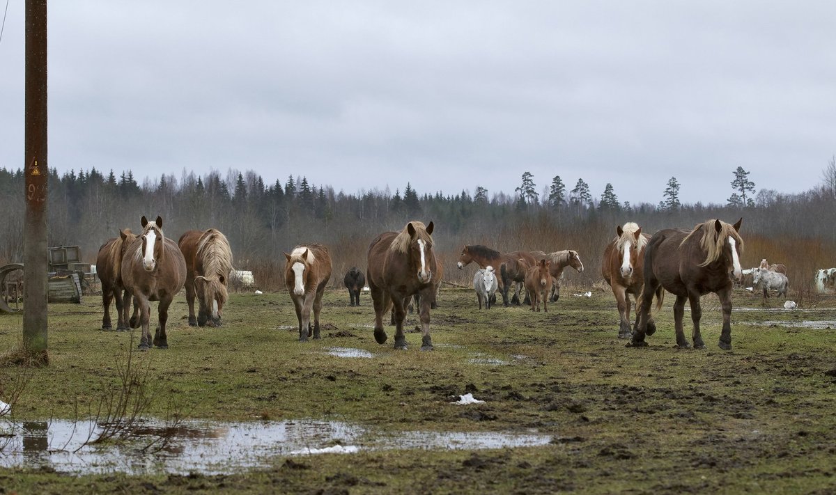 Oriküla hulkuvad hobused Pärnumaal