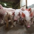 В 2016 году на скотобойне Atria было забито рекордное количество свиней