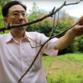 Hiinlased kasvatasid muuseumis maailma pikima putuka