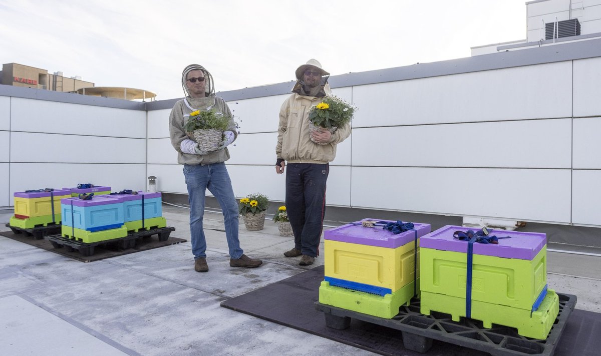 Ülemiste keskuse mesinik Sander Noormägi (paremal) loodab, et mesilased saavad veel mõnda aega keskuse katusel toimetada, sest neile näikse seal meeldivat üsna hästi.