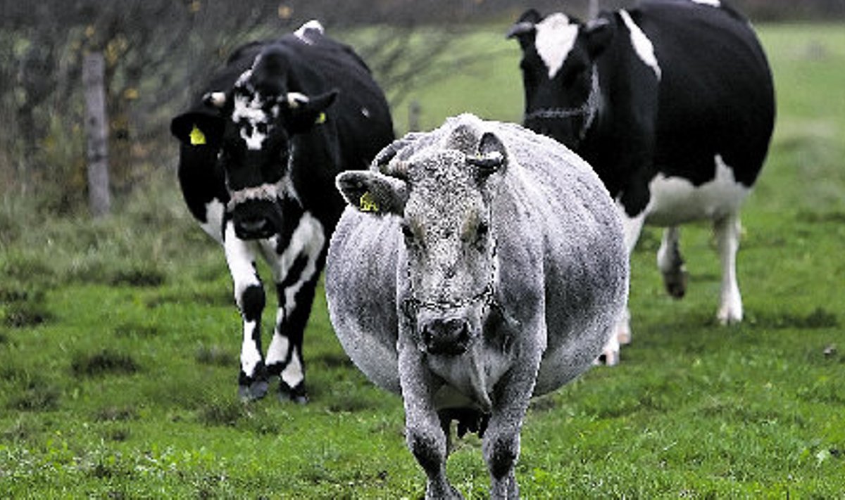 Hall lehm on Eesti põlistõug, musta-valgekirjud aga mitte.