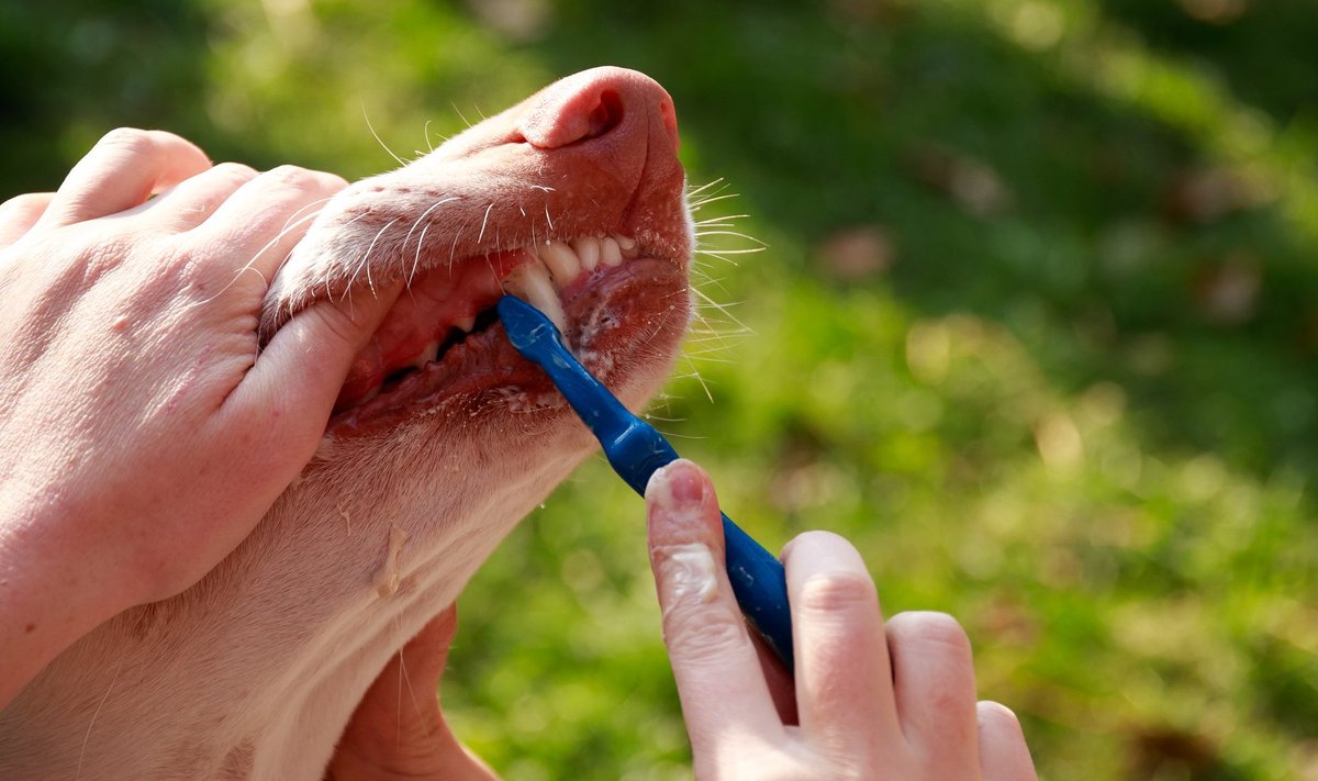 Tallinnas, Kalamaja pargis toimus koerte ja inimeste ühine hambapesuaktsioon, mille eesmärgiks on juhtida tähelepanu hammaste tervisele. 