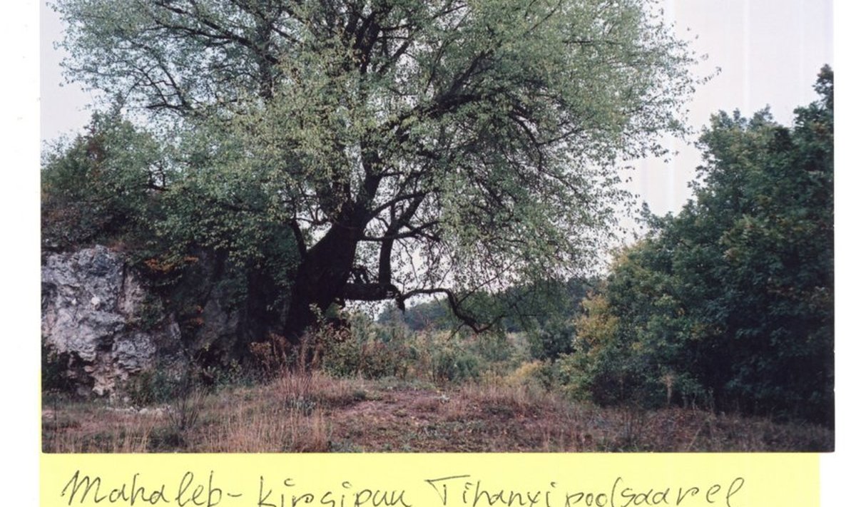 Mahaleb-kirsipuu Tihanyi poolsaarel Ungaris.