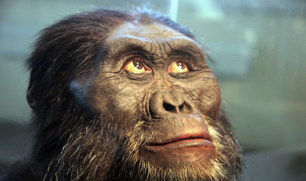 Australopithecus afarensise rekonstrueeritud pea (Foto: Wikimedia Commons / Flickr, rekonstrueerinud John Gurche, pildistanud Tim Evanson)