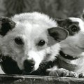 Milline oli koerte Belka ja Strelka kosmoselennu eel- ja järellugu